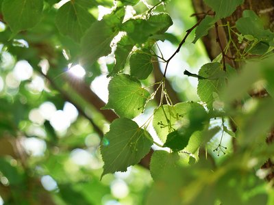 Lindenblätter im Sonnenlicht